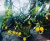 When life gives you lemons. make limoncello